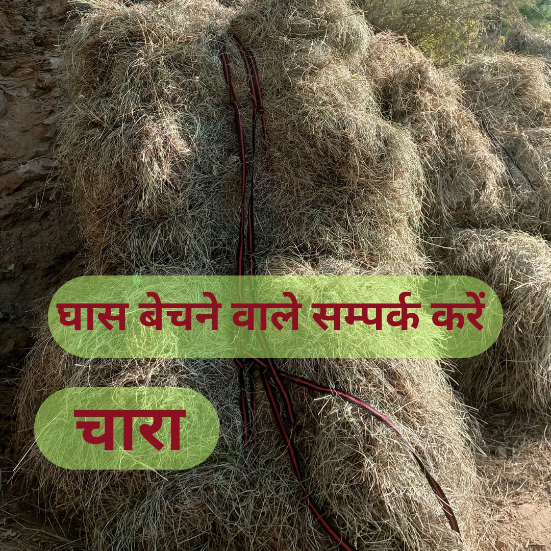 चारा – घास बेचने वाले सम्पर्क करें